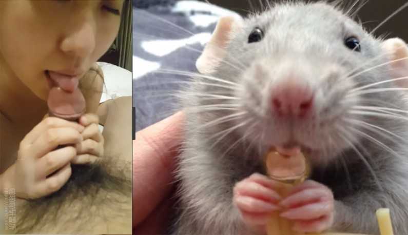 PaliTube - แฟนบอกว่า หนูโม๊กควยมันหนูแฮมทาโร่ กินถั่วเลย